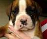 Welpen